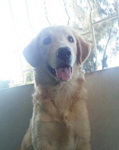 Es adorable y lo amo con todo mi corazon. Es adorable y lo amo con todo mi corazon.